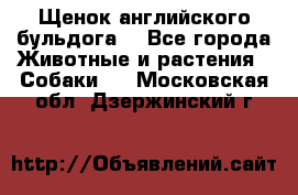 Щенок английского бульдога  - Все города Животные и растения » Собаки   . Московская обл.,Дзержинский г.